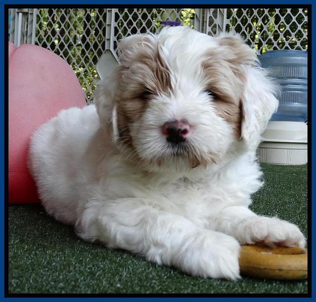Julip Talon pups 6 wks old 201