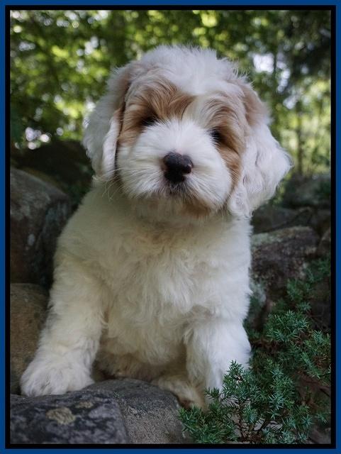 Julip Talon pups 8 wks old 11