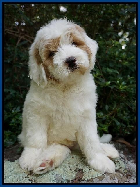 Julip Talon pups 8 wks old 21