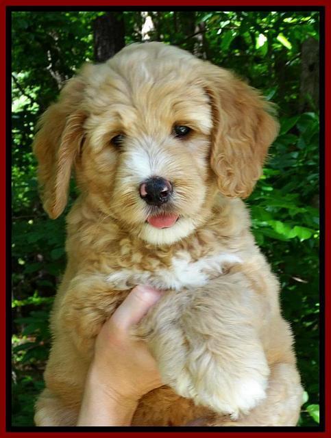 JUlip Talon pups 7 wks old 51
