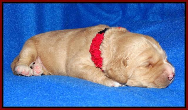 Julip Talon pups 2 wks old 41