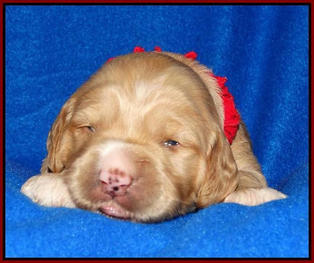Julip Talon pups 2 wks old 51