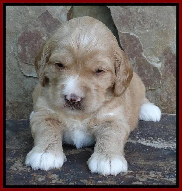 Julip Talon pups 3 wks old 41