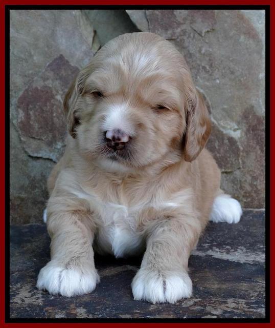 Julip Talon pups 3 wks old 51