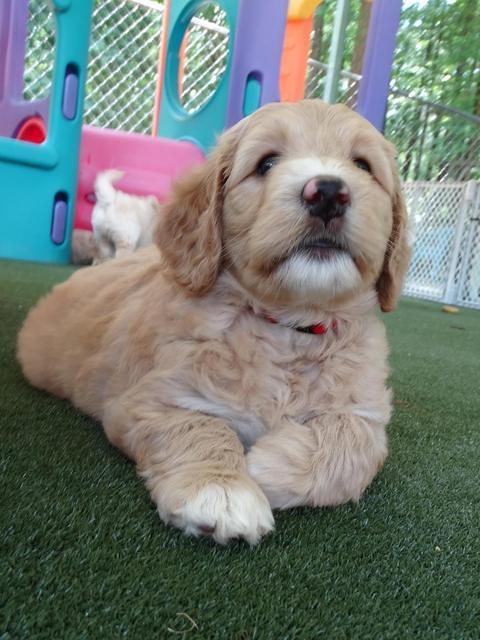 Julip Talon pups 6 wks old 591