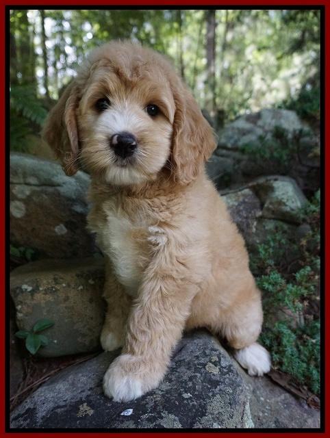 Julip Talon pups 8 wks old 51