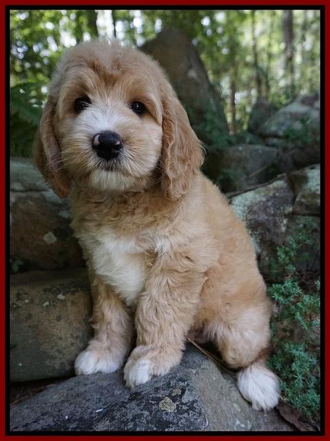 Julip Talon pups 8 wks old 61