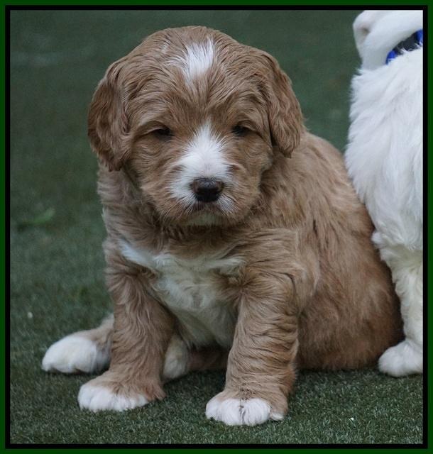 Julip Talon pups 4 wks old 111