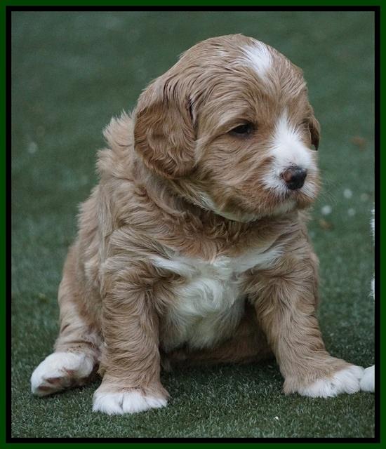 Julip Talon pups 4 wks old 141