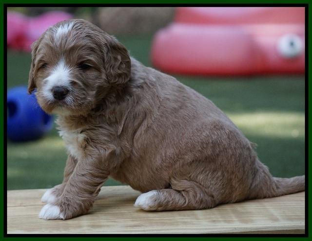 Julip Talon pups 4 wks old 161