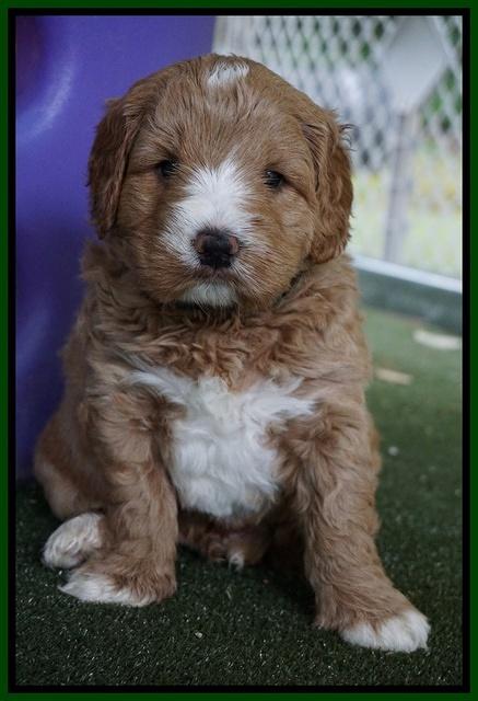 Julip Talon pups 5 wks old 111