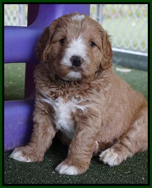 Julip Talon pups 5 wks old 141