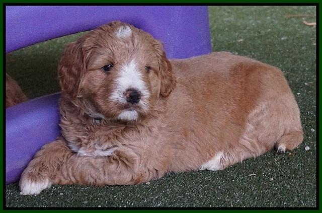 Julip Talon pups 5 wks old 161