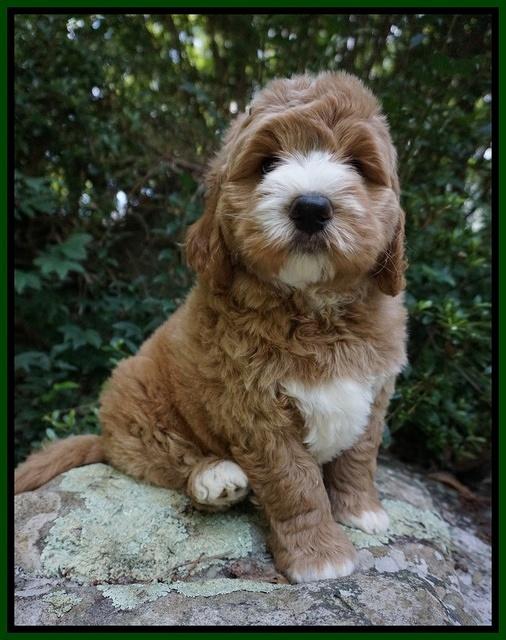 Julip Talon pups 8 wks old 91