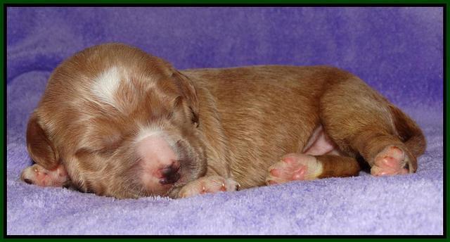 Julip Talong pups 1 wk old 51
