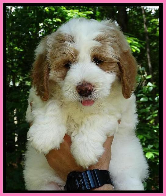 JUlip Talon pups 7 wks old 81