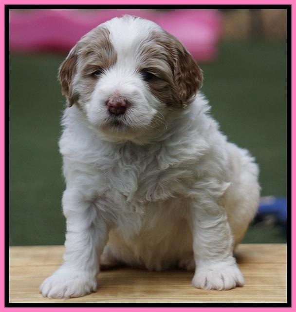 Julip Talon pups 4 wks old 181