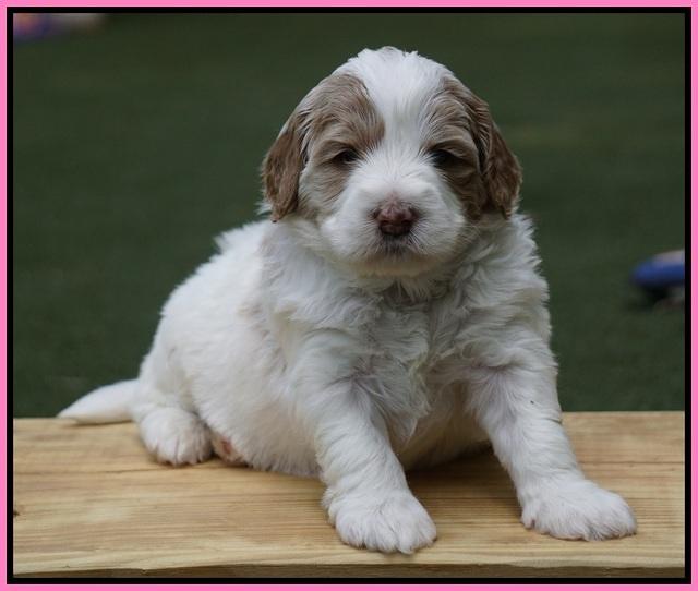 Julip Talon pups 4 wks old 191