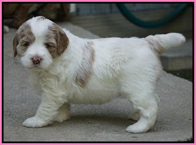 Julip Talon pups 4 wks old 211