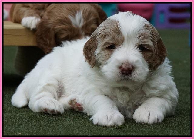 Julip Talon pups 4 wks old 221