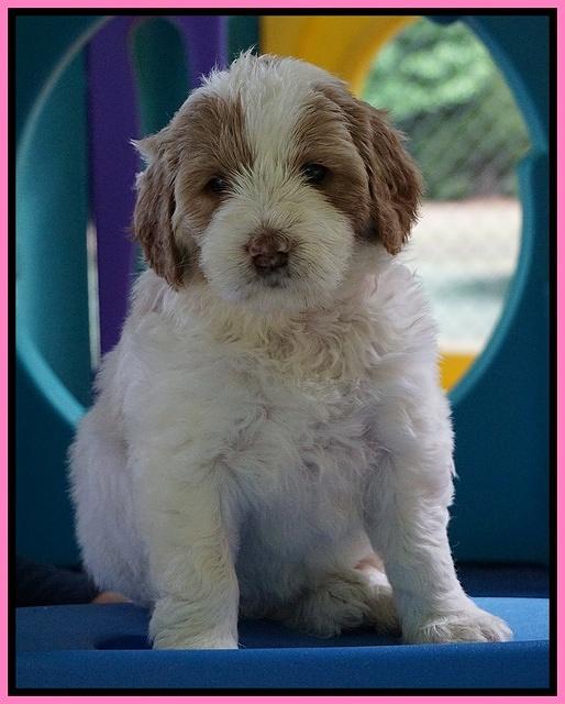 Julip Talon pups 5 wks old 171