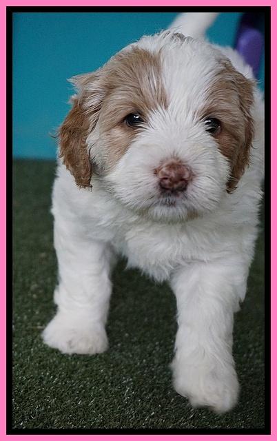 Julip Talon pups 5 wks old 181