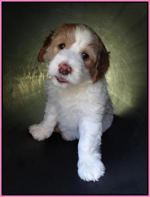 Julip Talon pups 6 wks old 381