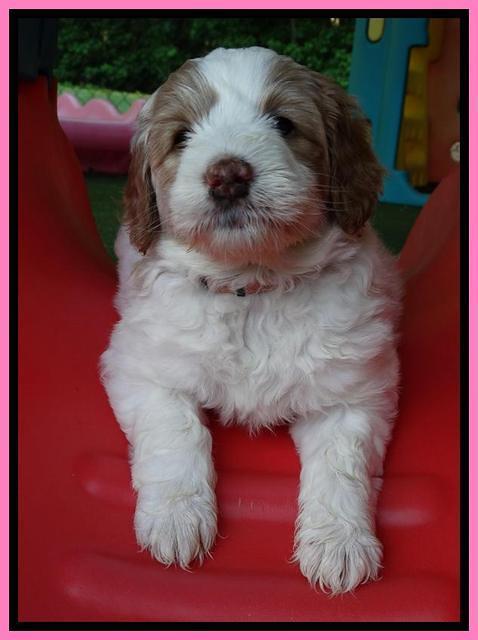 Julip Talon pups 6 wks old 401