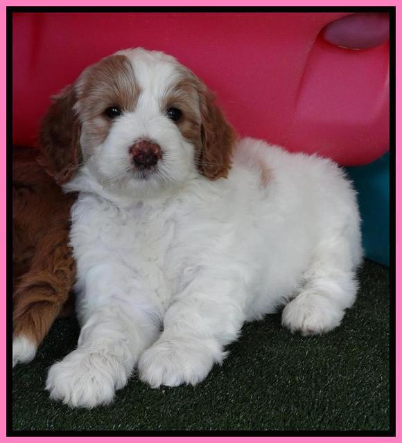 Julip Talon pups 6 wks old 431