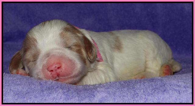 Julip Talong pups 1 wk old 81