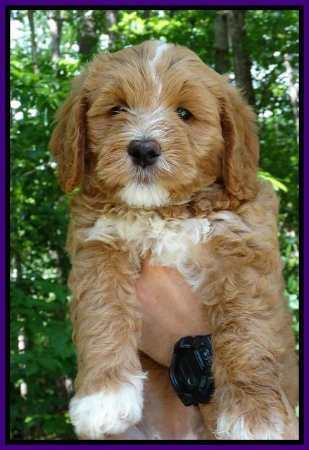 JUlip Talon pups 7 wks old 101