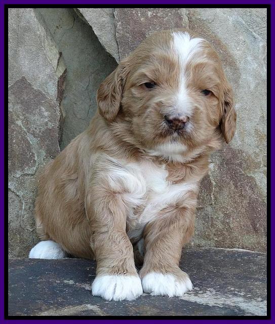 Julip Talon pups 3 wks old 141
