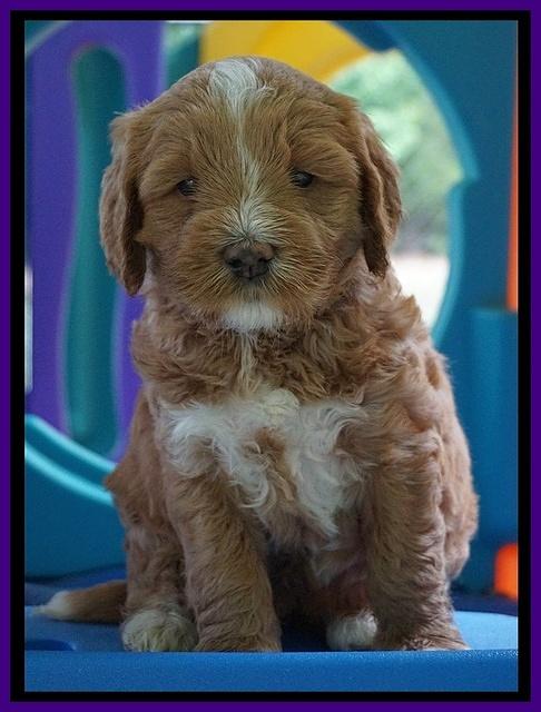 Julip Talon pups 5 wks old 221