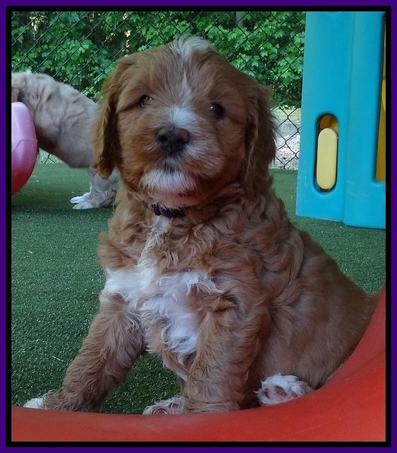 Julip Talon pups 6 wks old 531