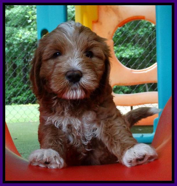 Julip talon pups 6 wks old 14000