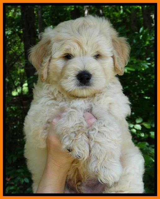 JUlip Talon pups 7 wks old 131