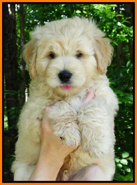 JUlip Talon pups 7 wks old 151