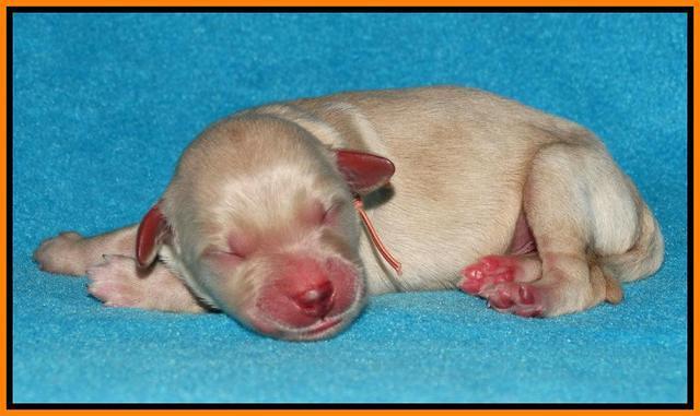 Julip Talon newborn pics 141