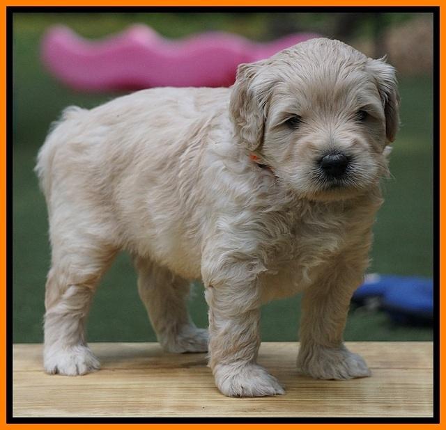 Julip Talon pups 4 wks old 291