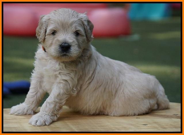 Julip Talon pups 4 wks old 301