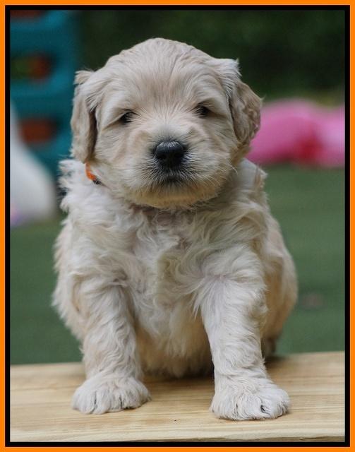 Julip Talon pups 4 wks old 311