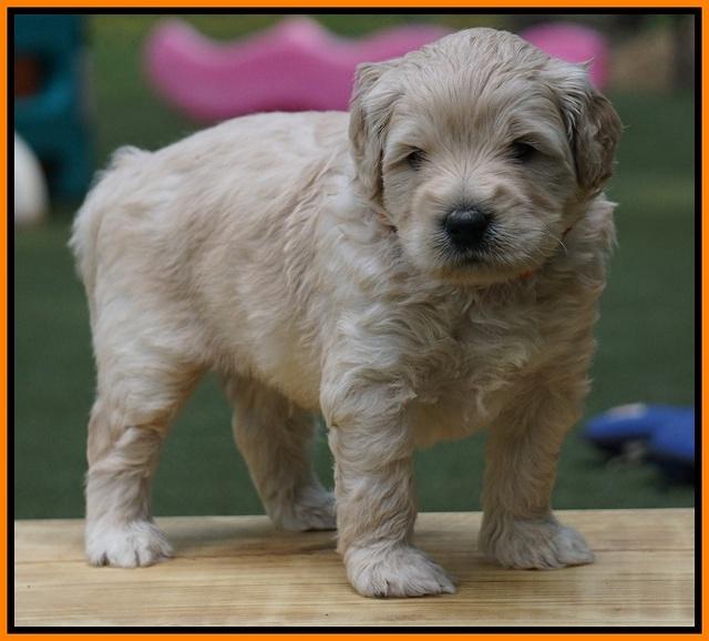 Julip Talon pups 4 wks old 321