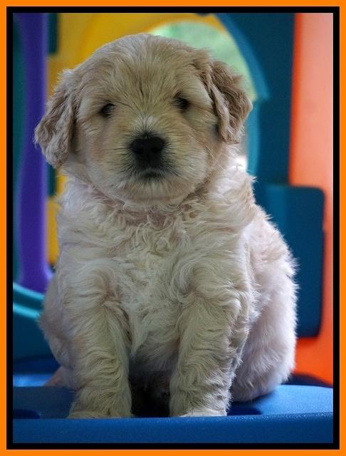 Julip Talon pups 5 wks old 261