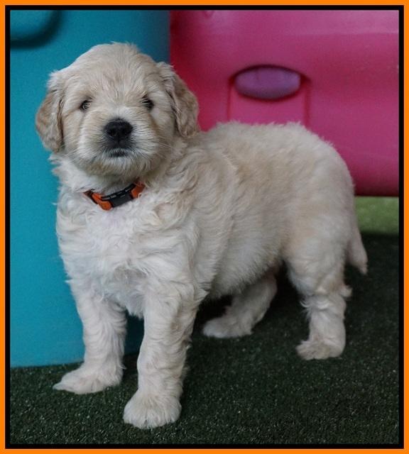 Julip Talon pups 5 wks old 271