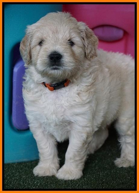 Julip Talon pups 5 wks old 281