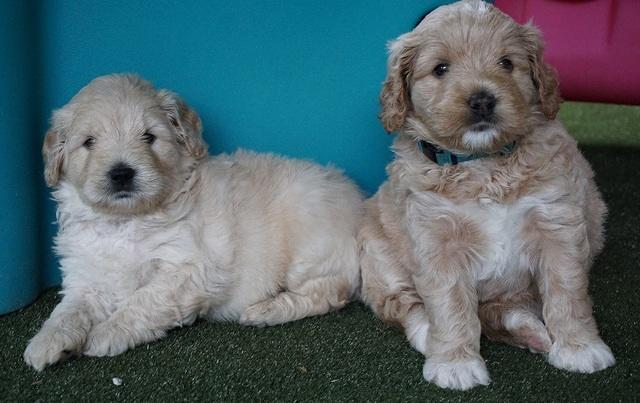 Julip Talon pups 5 wks old 321