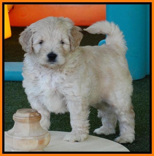 Julip Talon pups 6 wks old 311