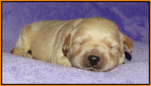 Julip Talong pups 1 wk old 141