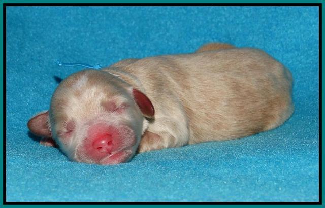 Julip Talon newborn pics 161