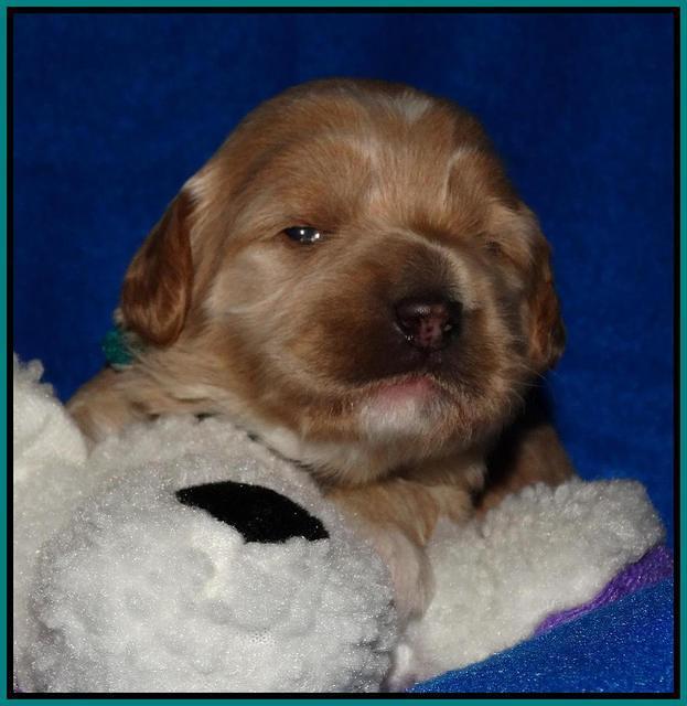 Julip Talon pups 2 wks old 161
